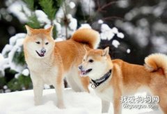 秋田犬吃什么狗糧好 秋田犬狗糧選擇推薦