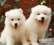 薩摩耶幼犬喂養方法及注意事項