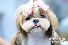 西施犬發燒怎么辦?吃什么藥?