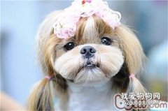 西施犬嘔吐吃什么藥 西施犬嘔吐處理方法