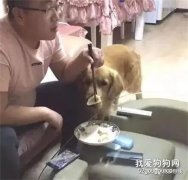主人在客廳看電視，沒想到被金毛偷偷吃了水餃~
