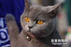 英國短毛貓好養嗎 英短脾氣好不好