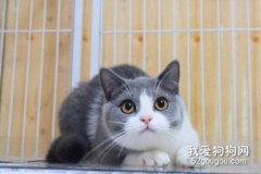 英國短毛貓怎么養 英短喂養秘訣