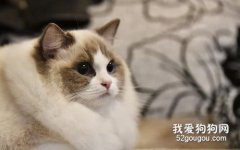 布偶貓掉毛怎么辦 布偶貓掉毛原因