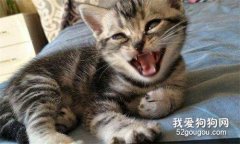 美國短毛貓怎么治療貓瘟?