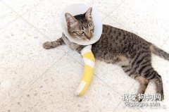 猫骨折怎么办 猫咪骨折紧急处理办法