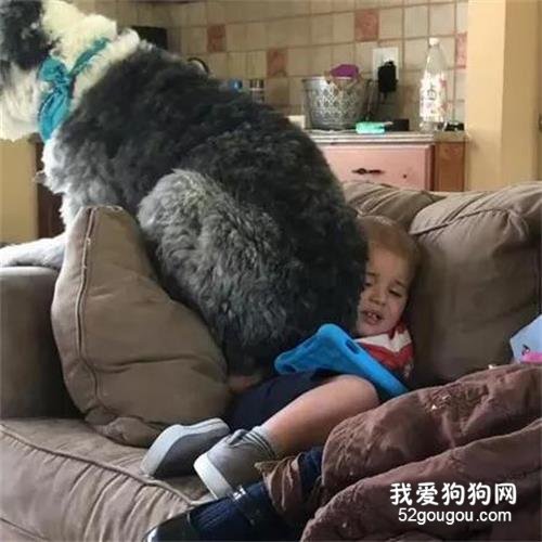 大狗找小主人撒嬌，只是用錯了方式，小主人：我太難了！