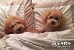 主人花錢買了一對雙胞胎狗狗，結果半年后，主人發現自己上當了！