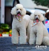 巨型貴賓犬不撲人訓練方法