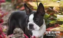 狗狗絕育多少錢 狗狗絕育手術價格介紹