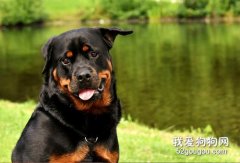 羅威納犬產后怎么照顧 羅威納犬產后護理注意事項