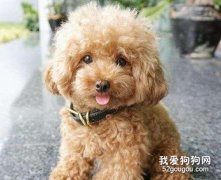 狗狗絕育手術怎么護理 狗狗絕育后注意事項