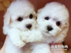 比熊幼犬怎么喂食 比熊幼犬喂養心得