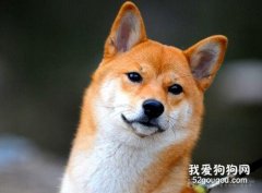 柴犬吃什么狗糧好 柴犬狗糧選擇推薦