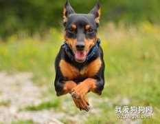杜賓犬耳螨癥狀和治療方法