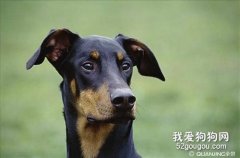 杜賓犬嘔吐怎么辦 德國杜賓犬嘔吐治療方法