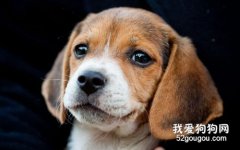比格犬角膜炎怎么治療?