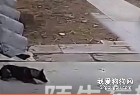 狗狗被毒針扎入身體內，最后一口氣選擇了守護著家，狗販子要嚴懲！