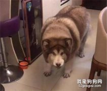 阿拉斯加新品種？網友：一看就是爺爺奶奶帶大的