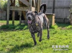 世界上最孤獨的狗：等待1000多個日夜，至今無人收養！
