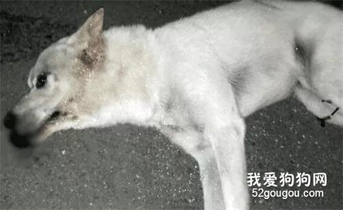 流浪狗被車撞后全身癱瘓，救命恩人用7年時間讓它重新站了起來！