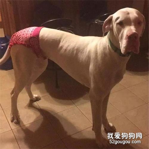 當狗狗“大姨媽”來了...喪心病狂的主人們就開始了花樣招待！