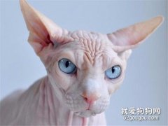 加拿大無毛貓怎么洗澡 斯芬克斯貓喂養記