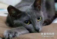 俄羅斯藍貓喂食注意事項