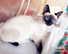 暹羅貓愛吃什么 暹羅貓喜愛食物介紹