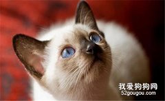 怎么飼養暹羅貓?暹羅貓飼養小技巧
