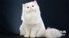 波斯貓喂食需要注意什么