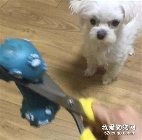 狗狗把主人的耳機咬壞，結果主人想出這個辦法來懲罰它，有點虧了！