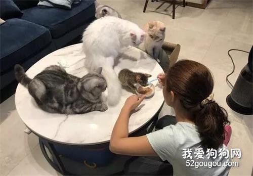網友新養了只小貓，每次吃飯時，大貓們就圍在旁邊監督?，笑翻