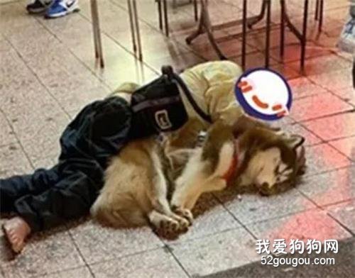 主人醉倒在路邊，二哈竟窩進他懷里陪他睡，真愛無疑！