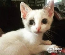 妹子不敢給撿回的小貓取名怕淪陷，結果貓咪直接人狗全收編！