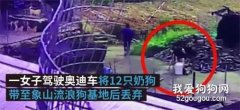 悲哀！十二只小奶狗被奧迪女主人拋棄，文明養犬離我們到底還有多遠？