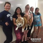 這只柯基比別人家整整大一倍，弱小無助但能吃！