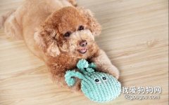 貴賓犬怎么剪指甲 貴賓犬修剪指甲方法