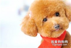 貴賓犬什么東西不能吃 貴賓犬不能吃的食物介紹