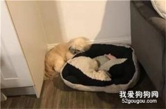 狗狗不肯相信同伴去世，一直守護在狗窩旁…