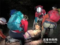 狗子爬山中途意外受傷，救援小哥到場一看頓時笑噴：這個得加錢！