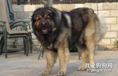 高加索犬發燒怎么辦 高加索犬發燒解決方法