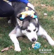哈士奇挑釁豪豬，結果回來后整只狗都不好了，笑噴！