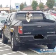 想讓二哈看世界，居然在這里開洞...交警蜀黍超生氣！