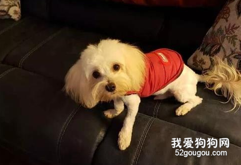 鏟屎官到處都找不到狗砸，直到突然發現，地毯竟然會呼吸...