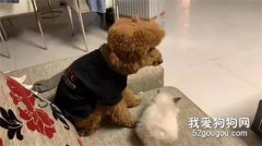 早上起來發現泰迪禿頂了...哈哈哈哈哈哈抱歉沒忍住！