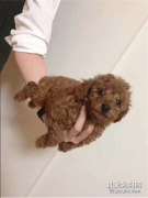 網友買了一只迷你貴賓犬，寄養在媽媽那里十個月后，她徹底傻眼了！