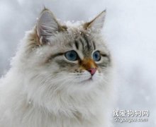 西伯利亚猫肾衰怎么办 猫咪肾衰原因介绍