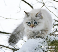 西伯利亚猫怎么治疗猫癣?