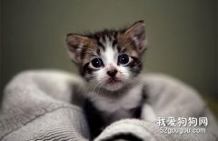 幼貓能吃魚嗎？